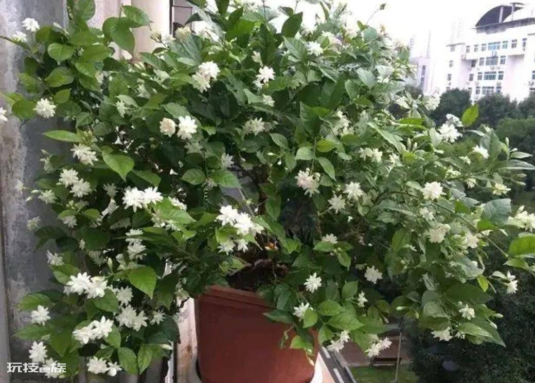 常见香味浓郁的花卉(家里养5种花卉植物清香四溢)-图片4